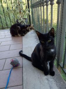 Scopri di più sull'articolo Cat sitting per Athos e Pischelletto