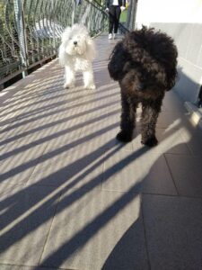 Scopri di più sull'articolo A casa di Charlie e Desiree