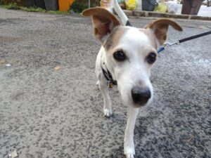 Scopri di più sull'articolo Passeggiata con Jack
