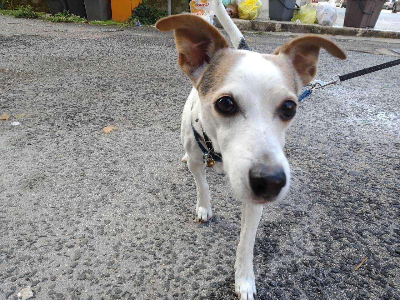 Scopri di più sull'articolo Passeggiata con Jack