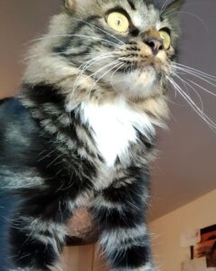 Scopri di più sull'articolo Cat-sitting Pischelletto e Athos