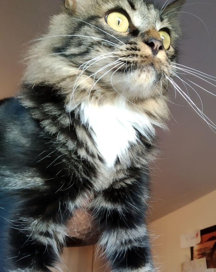 Scopri di più sull'articolo Cat-sitting Pischelletto e Athos