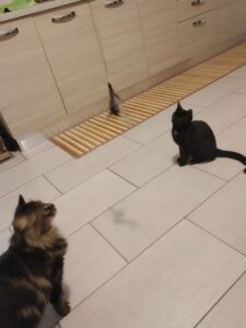 Scopri di più sull'articolo Cat-sitting a domicilio