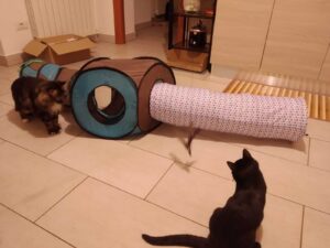 Scopri di più sull'articolo Miao miao con Athos e Pischelletto
