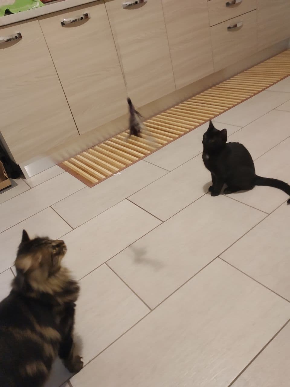 Scopri di più sull'articolo Cat-sitting a domicilio