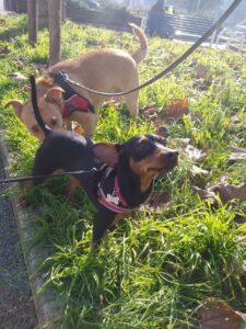Scopri di più sull'articolo Domenica immersa nel meraviglioso mondo degli animali 😸🐶🐾