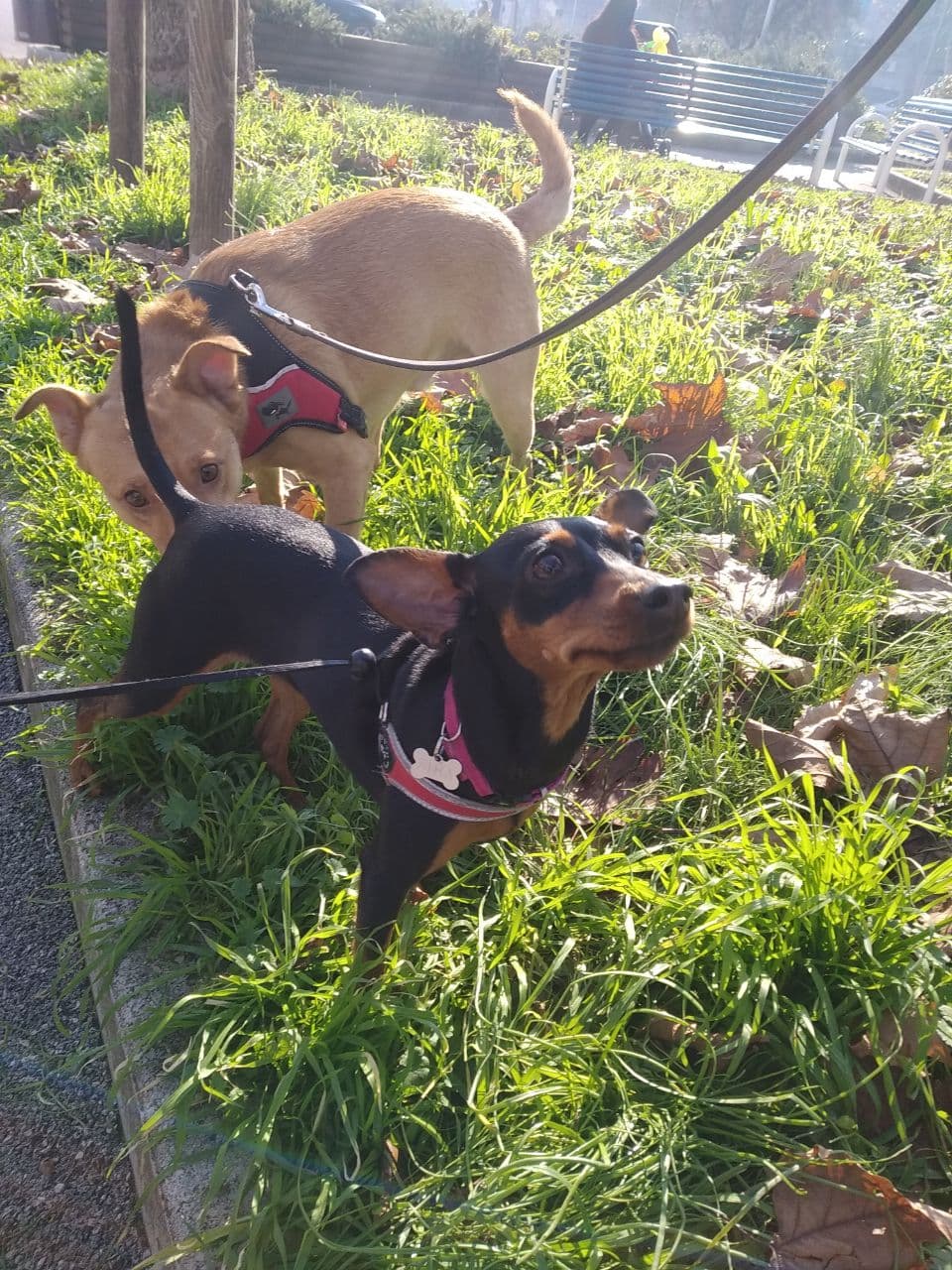 Scopri di più sull'articolo Domenica immersa nel meraviglioso mondo degli animali 😸🐶🐾