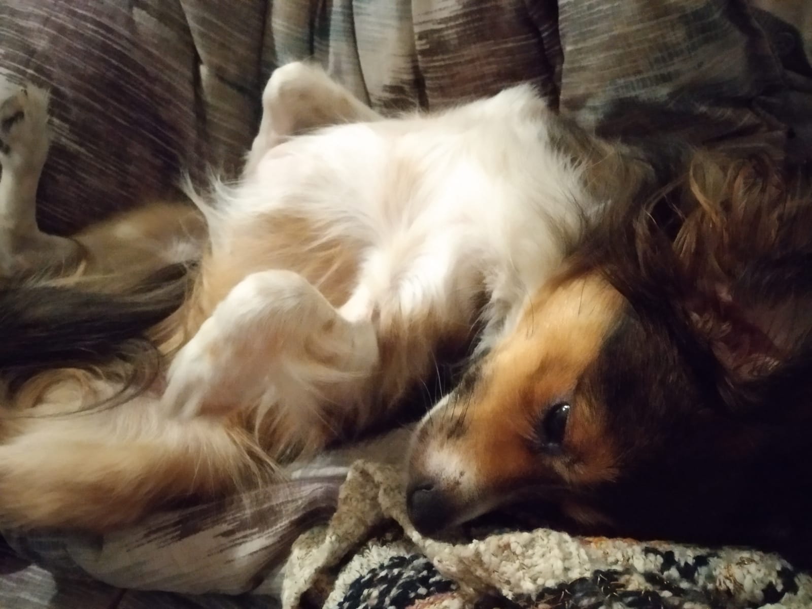 Scopri di più sull'articolo Inizio settimana con Leyla 🐶