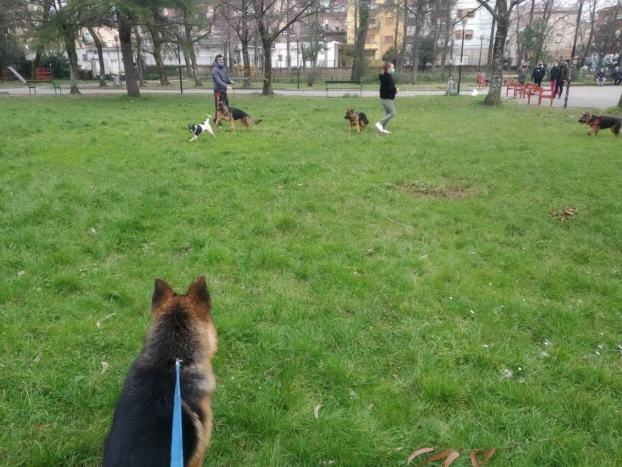 Scopri di più sull'articolo A spasso con Samba, Rumba e Rap 🐶🐶🐶