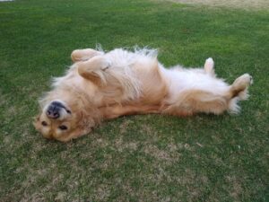 Scopri di più sull'articolo Un sabato color sabbia 🐶🐶