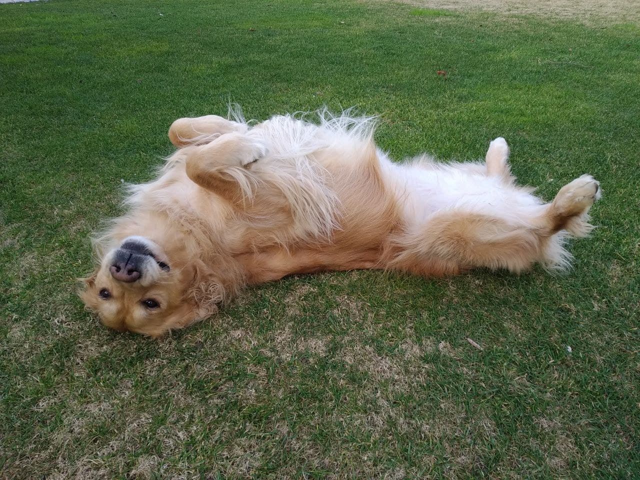 Scopri di più sull'articolo Un sabato color sabbia 🐶🐶