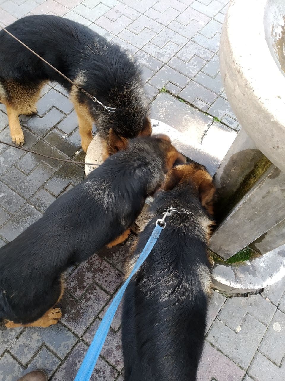 Scopri di più sull'articolo Passeggiata con Rumba, Samba e Rap🐶🐶🐶