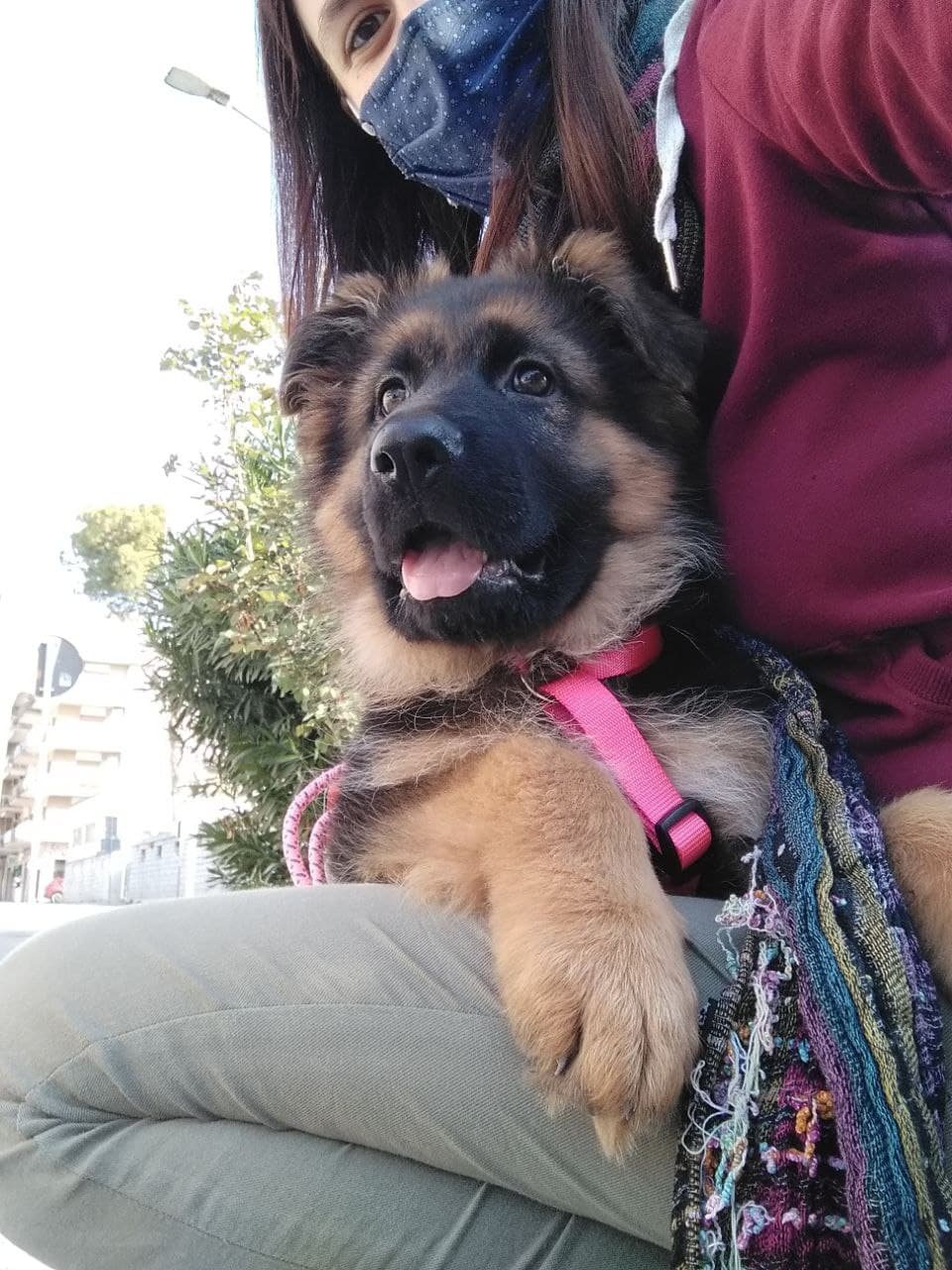 Scopri di più sull'articolo Primo giretto con Holly 🐕🐾