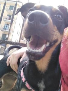 Scopri di più sull'articolo Domenica con Luna 🐶