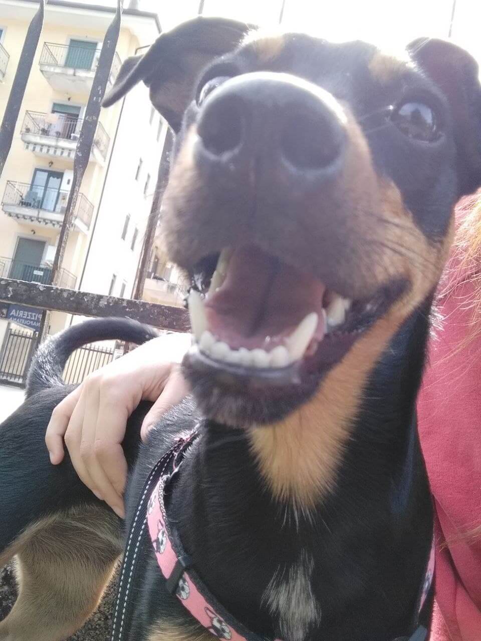Scopri di più sull'articolo Domenica con Luna 🐶