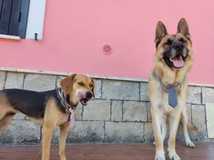 Scopri di più sull'articolo Rex & Sasha 🐶🐾
