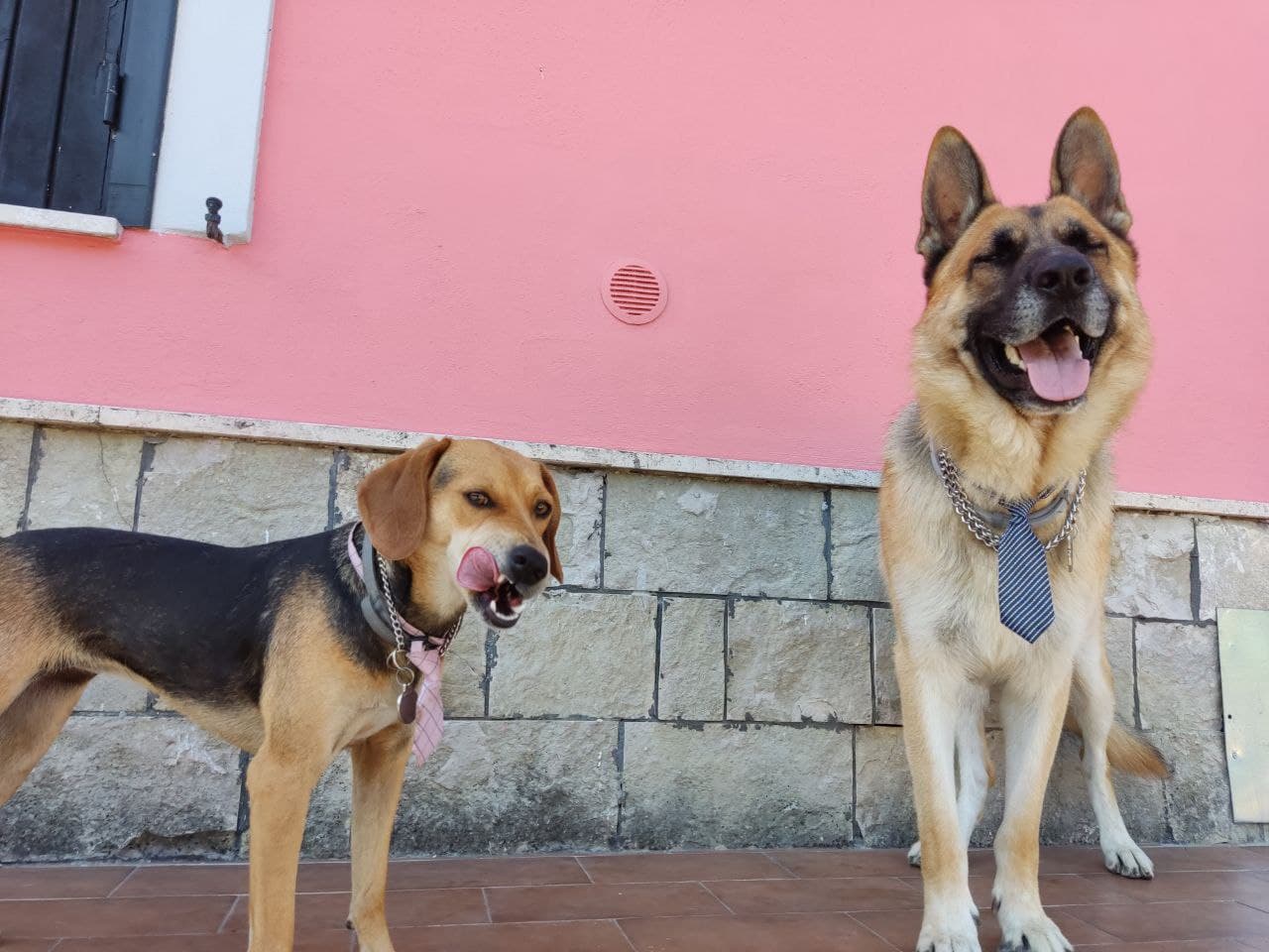 Scopri di più sull'articolo Rex & Sasha 🐶🐾
