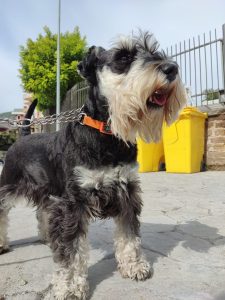 Scopri di più sull'articolo Arriva Franz 🐶