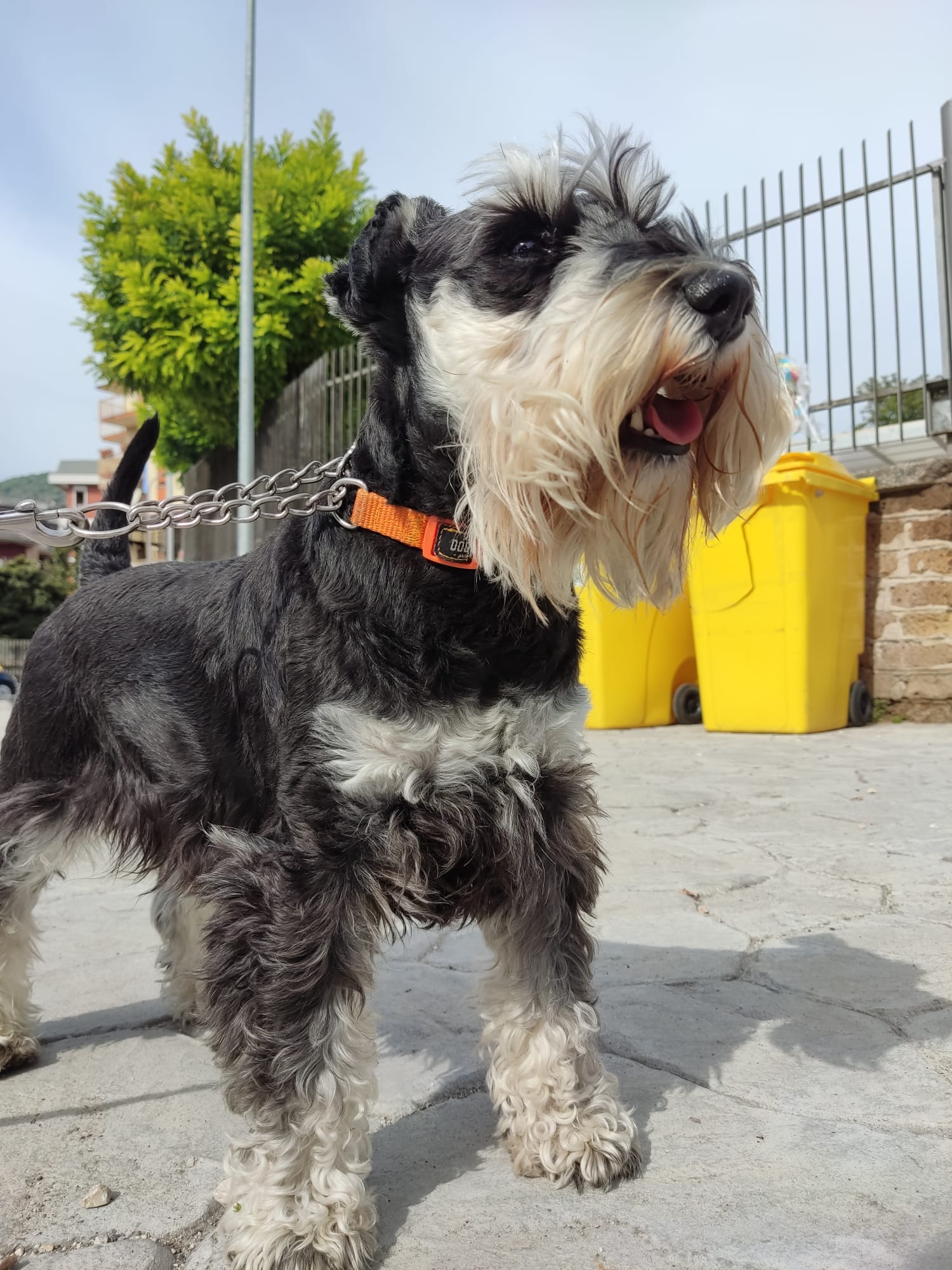 Scopri di più sull'articolo Arriva Franz 🐶