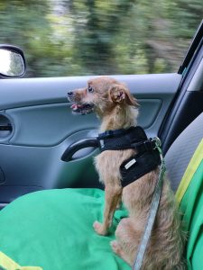 Scopri di più sull'articolo Il timoroso Jeck 🐶