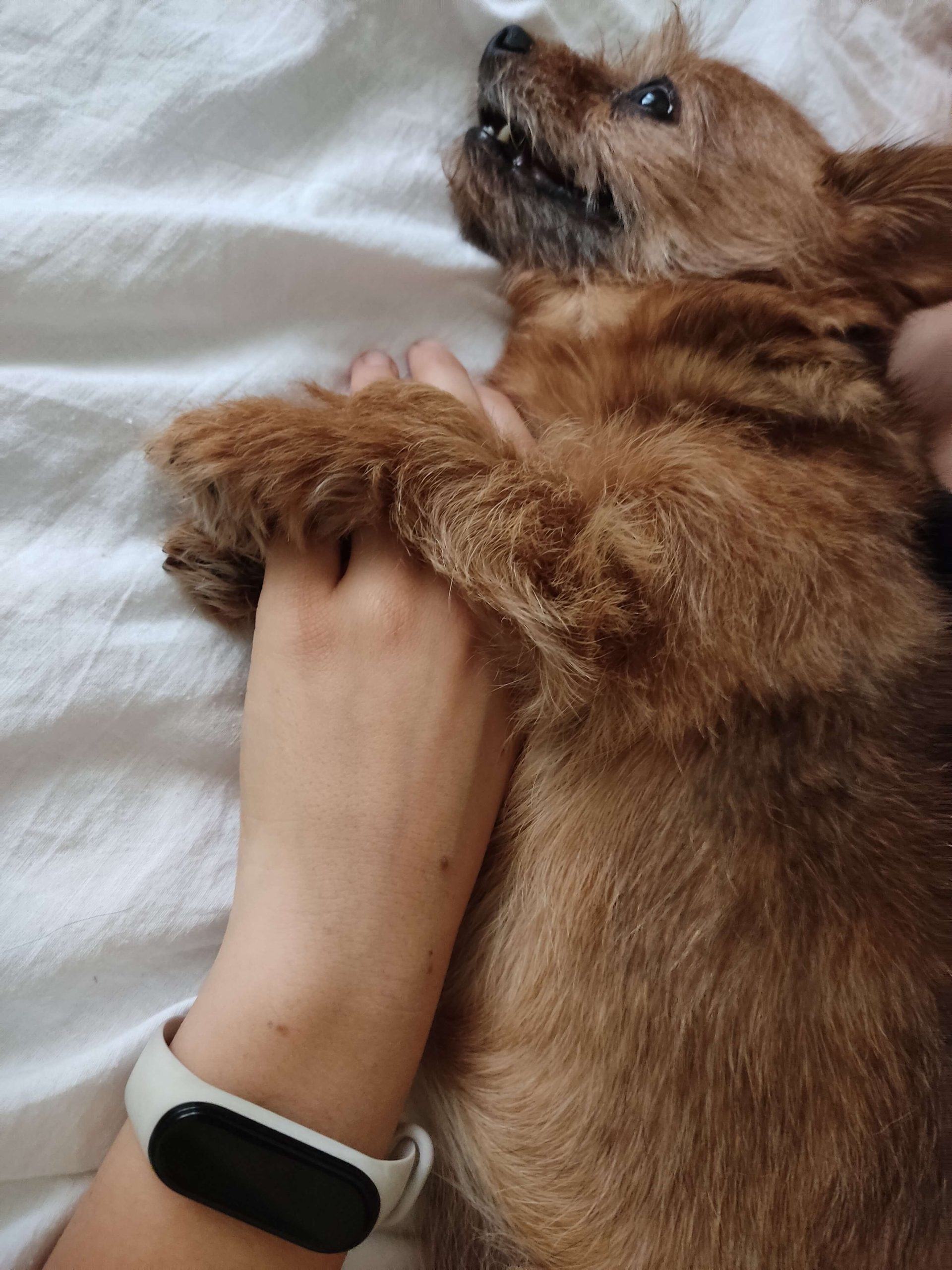 Scopri di più sull'articolo Vi presentiamo Uffa (o Bubu)